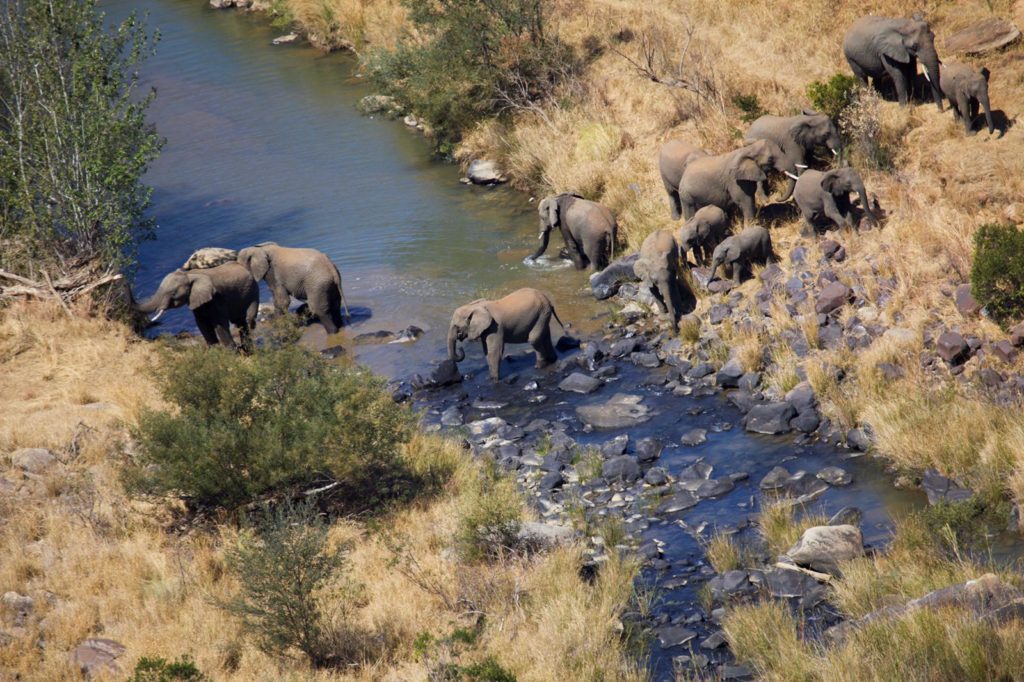 Elephant-at-the-river-